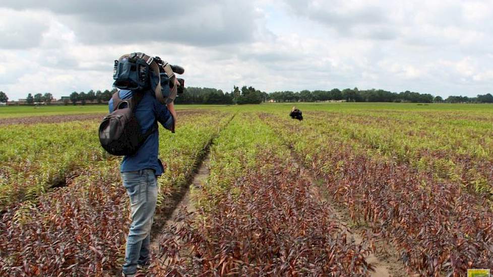 Mans is niet verzekerd. “De bloembollenteelt is niet te verzekeren. Sowieso zijn de voorwaarden in de bredeweersverzekering die aan de uitbetaling van een schade wordt gesteld niet praktijkgericht.” LLTB voorzitter Léon Faassen beaamt dit: “De bredeweersv