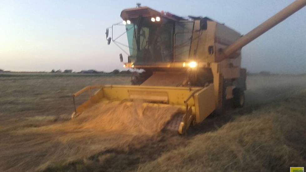 De opbrengst lijkt goed, volgens Verhage. Dat valt hem mee. Vorig jaar was een topjaar. Toen zag de akkerbouwer vaker in juni wolken stuifmeel boven de graszaadpercelen. Dit jaar zag hij dat maar in één week. Het bleek genoeg voor de bestuiving.