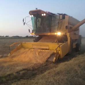 De opbrengst lijkt goed, volgens Verhage. Dat valt hem mee. Vorig jaar was een topjaar. Toen zag de akkerbouwer vaker in juni wolken stuifmeel boven de graszaadpercelen. Dit jaar zag hij dat maar in één week. Het bleek genoeg voor de bestuiving.