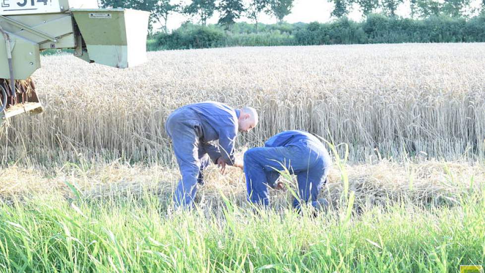 Het graan kan er nu af. Totaal gaat het om 30 hectare op het bedrijf van Wiersma, die wat grond ruilt met Herrema.