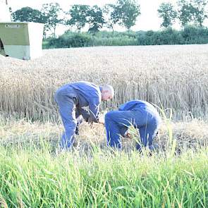 Het graan kan er nu af. Totaal gaat het om 30 hectare op het bedrijf van Wiersma, die wat grond ruilt met Herrema.