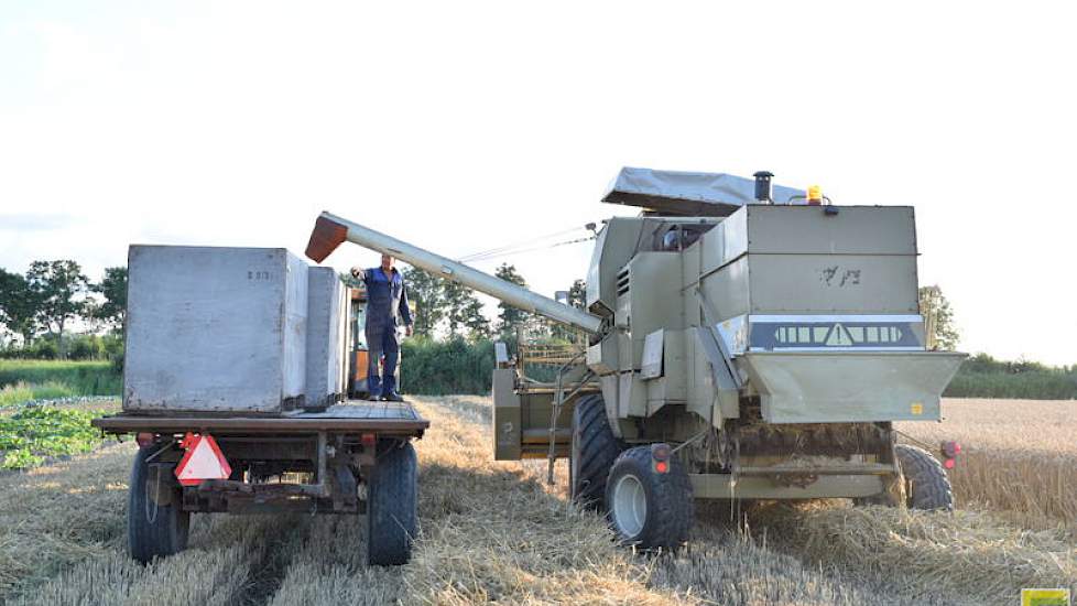 Aan de kisten te zien verwacht Wiersma een opbrengst van rond de 9 ton per hectare. Volgens Marja Tinga bleef de omgeving van Berlikum de extreme regenval van deze zomer bespaard. Wat goed was voor de teelt.