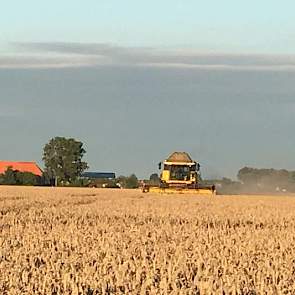 De oogst verloopt spoedig in Mediator, zegt Vincent Coolbergen van groot akkerbouwbedrijf Wilhelminapolder.