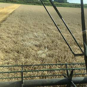 En ook akkerbouwer Wim de Witte uit Steenbergen ging met zijn combine het land op om te dorsen.