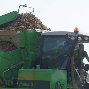 De volle bunker ging direct met de kipper naar de klaarstaande vrachtauto's op het erf.
