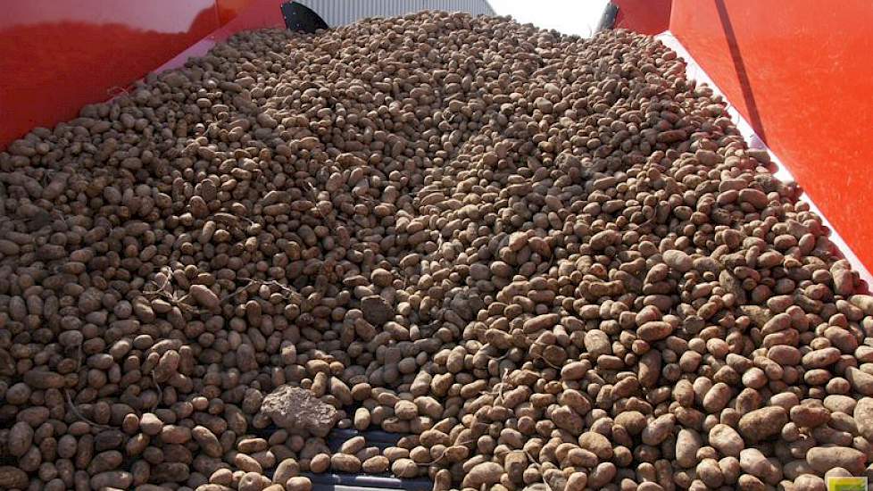De aardappel is de kurk waar de meeste akkerbouwbedrijven in Nederland op drijven.