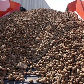 De aardappel is de kurk waar de meeste akkerbouwbedrijven in Nederland op drijven.