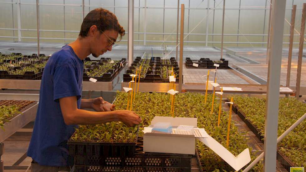 De medewerkers kunnen drie keer zoveel planten opkweken vergeleken met de oude faciliteiten. Verregaande automatisering is daarbij nodig.