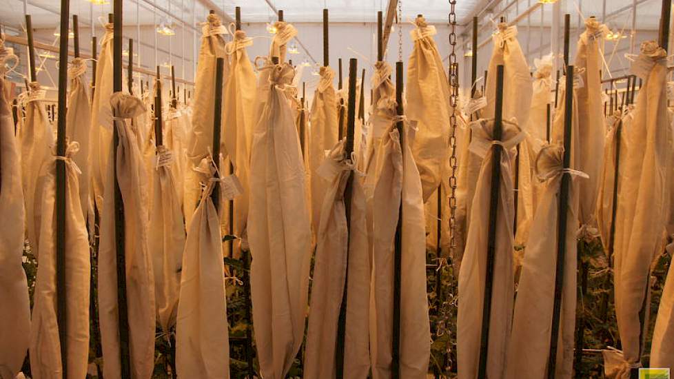 De veredelaars maken kruisingen met de hand. Uit die kruisingen maken ze inteeltlijnen voor selectie van eigenschappen als ziekteresistenties, aanpassing aan het klimaat in verschillende landen, suikergehaltes of vorm van de wortel en de bladstand.