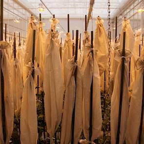De veredelaars maken kruisingen met de hand. Uit die kruisingen maken ze inteeltlijnen voor selectie van eigenschappen als ziekteresistenties, aanpassing aan het klimaat in verschillende landen, suikergehaltes of vorm van de wortel en de bladstand.