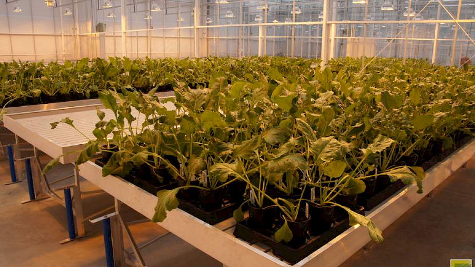 Op bescheiden schaal zijn de eerste kruisingen en proeven neergezet in de kassen. Na het bezoek voor de opening kan het bedrijf in afgesloten ruimtes met bietenziektes experimenteren.
