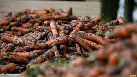 Duitsland importeert vooral bloemen en planten, groente, kaas, veevoer en levende dieren uit Nederland.