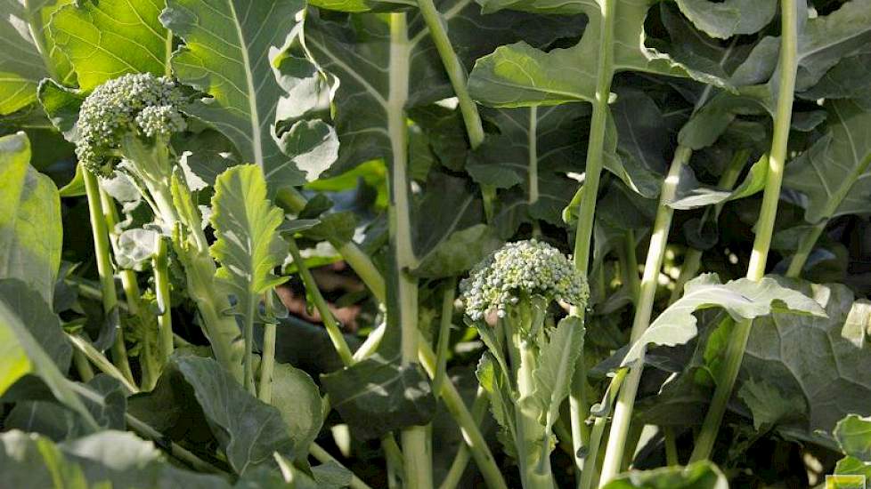 De Calebrini van zusterbedrijf Clause is een nieuw soort broccoli met een kleine kop en een lange stengel. Deze stengelbroccoli is zeer geschikt om mee te wokken en rauw te eten. Wordt veel geteeld in Engeland.