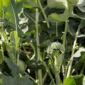 De Calebrini van zusterbedrijf Clause is een nieuw soort broccoli met een kleine kop en een lange stengel. Deze stengelbroccoli is zeer geschikt om mee te wokken en rauw te eten. Wordt veel geteeld in Engeland.