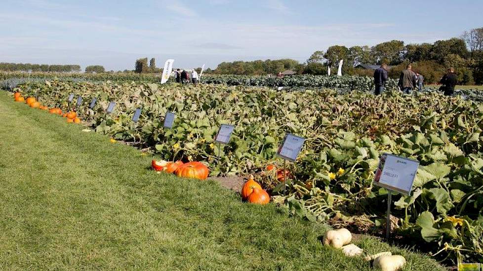 Clause komt met een reeks decoratieve Halloween en eetbare pompoenen.