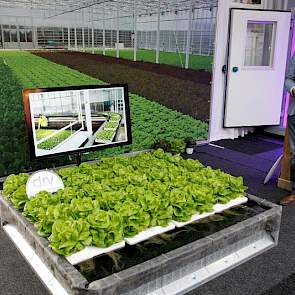 Maurice van der Knaap demonstreert Dry Hydroponics, een robuust en duurzaam teeltsysteem voor bladgewassen.