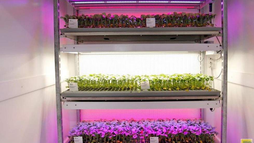 Kool onder LED-licht.