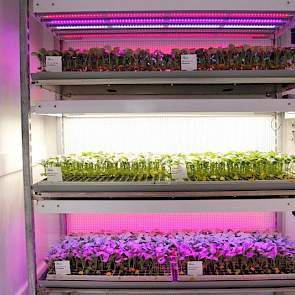 Kool onder LED-licht.