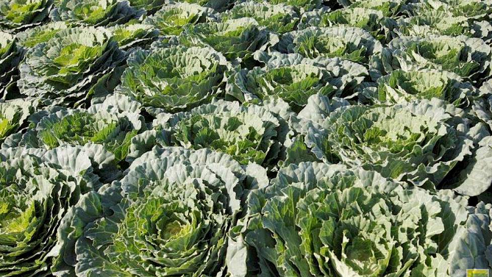De sierkool Ornamental Brassica voor pot- en perkplanten van Takii Flowers.