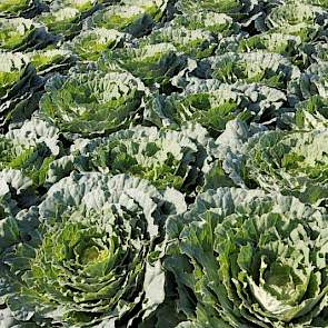 De sierkool Ornamental Brassica voor pot- en perkplanten van Takii Flowers.