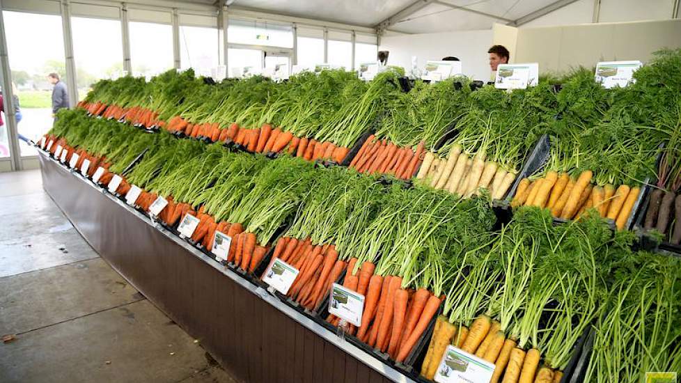 Bejo showde de gewassen buiten in het veld en binnen in tenten. Bij peen is het assortiment kleurrijk.