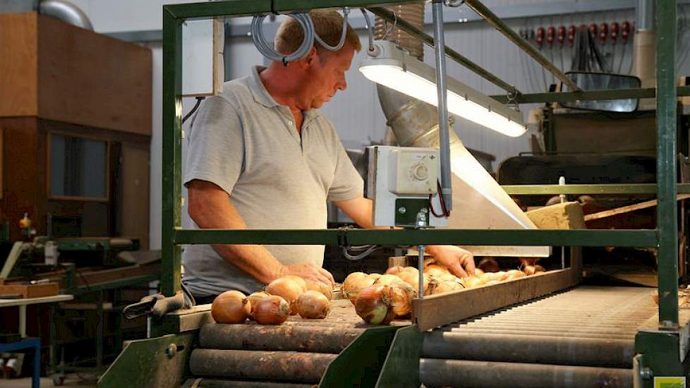 Bij De Groot en Slot komen nu de uien binnen die op de proefvelden stonden. Medewerkers lieten het bezoek meekijken bij het sorteren en schonen van de uien.