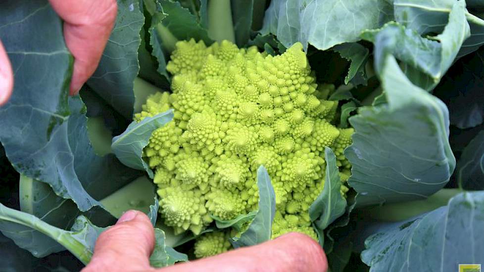 Torentjesbloemkool of Romanesco heeft een fraai uiterlijk. Hij is populair in Italië.