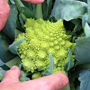 Torentjesbloemkool of Romanesco heeft een fraai uiterlijk. Hij is populair in Italië.