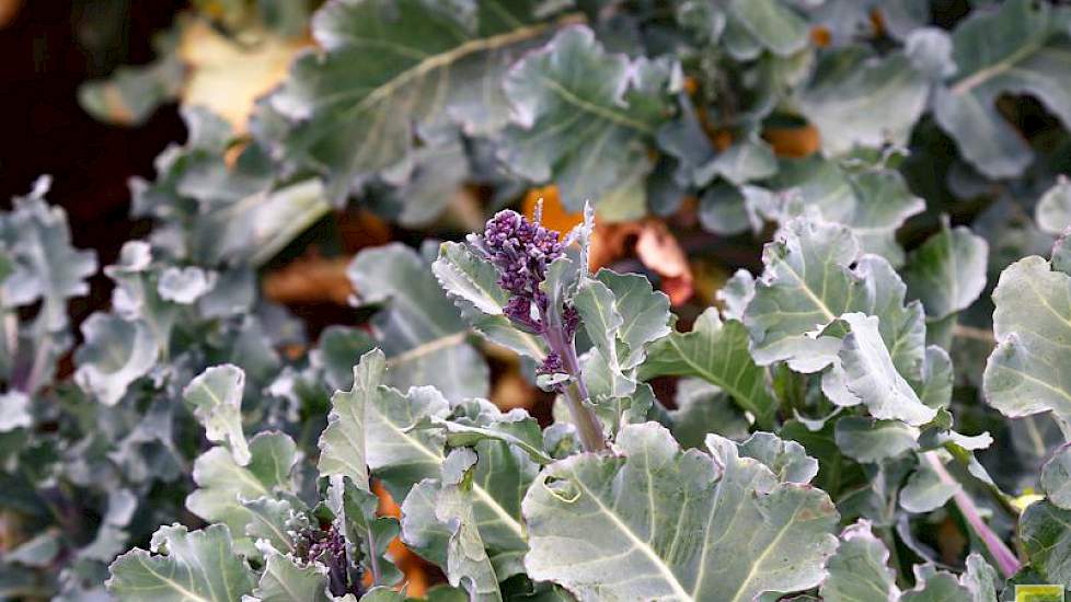 Sprouting broccoli richt zich op de markt voor roerbakken of rauwkost. De groente is populair in Engeland. Ook hier keuze in kleur.