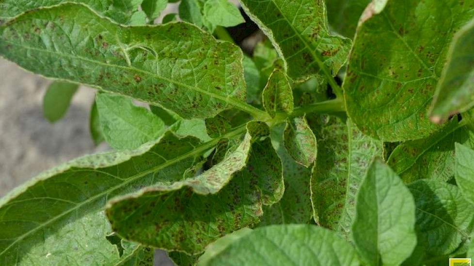 Eerdere winnaar van de KIZ-prijs was het HLB met Leafspot, een systeem om ozonschade te onderscheiden van andere vlekken op het blad. Andere winnaars hadden ook praktische oplossingen voor de teelt en bewaring van akkerbouwproducten.