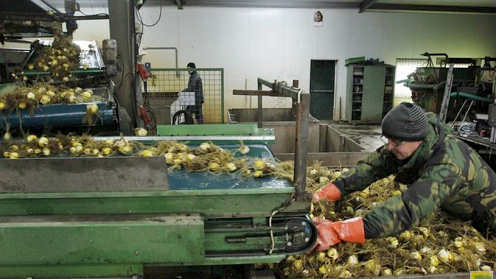 Het rooien en spoelen van de leliebollen is eind oktober begonnen. Medio december verwacht Hendriks klaar te zijn.