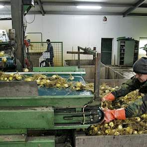 Het rooien en spoelen van de leliebollen is eind oktober begonnen. Medio december verwacht Hendriks klaar te zijn.