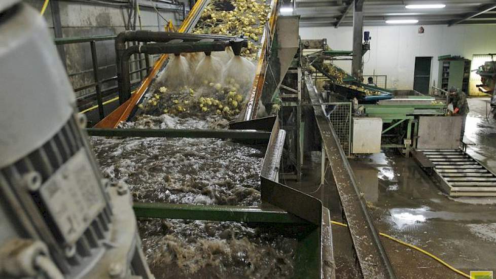 De opbrengst wisselt sterk per perceel, zegt Hendriks. „Op percelen die afgelopen zomer geen wateroverlast hebben gehad, zijn de bollen goed. Maar ik heb ook percelen met waterschade."