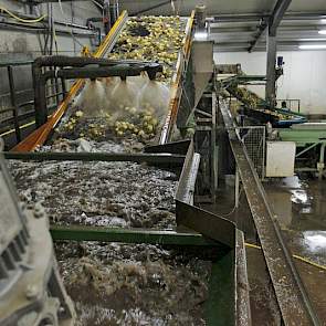 De opbrengst wisselt sterk per perceel, zegt Hendriks. „Op percelen die afgelopen zomer geen wateroverlast hebben gehad, zijn de bollen goed. Maar ik heb ook percelen met waterschade."