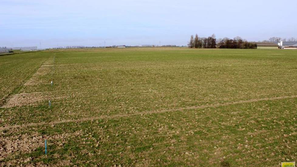 14 maart: Na de vele regen de voorbije weken, grijst de klei nu voorzichtig op. De tarwe kleurt fris groen.