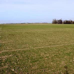 14 maart: Na de vele regen de voorbije weken, grijst de klei nu voorzichtig op. De tarwe kleurt fris groen.