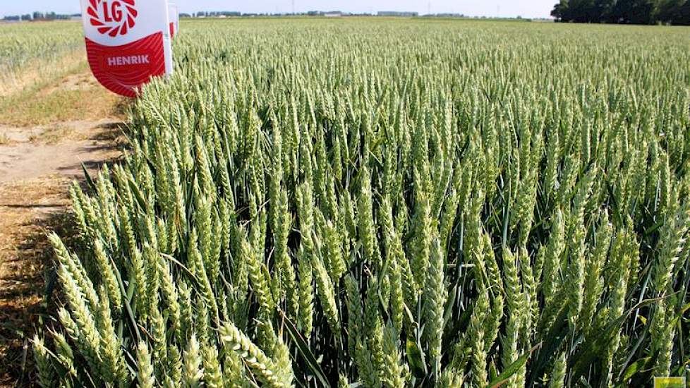 20 juni: De tarwe heeft een gunstige bloeiperiode achter de rug, met weinig neerslag en veel zon en wind.