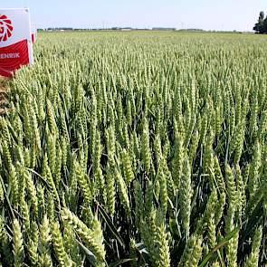 20 juni: De tarwe heeft een gunstige bloeiperiode achter de rug, met weinig neerslag en veel zon en wind.