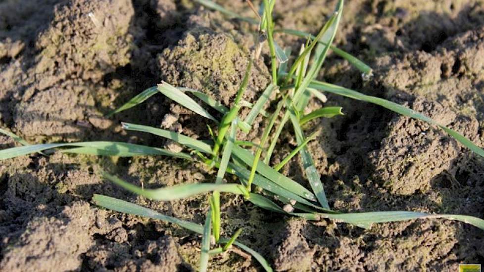 16 februari: Met de plots zachtere temperaturen komt de wintertarwe uit de winterslaap.