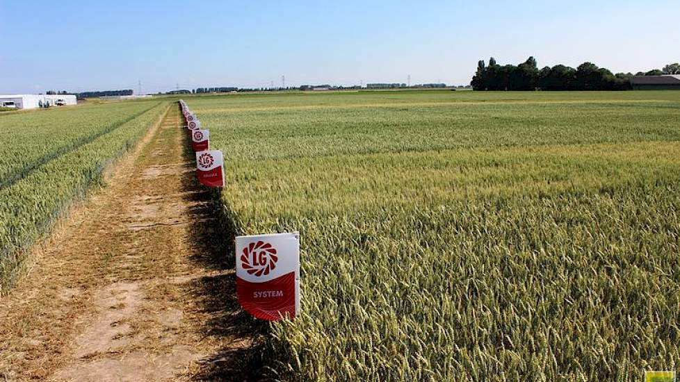 20 juni: Nu moet de korrelvulling gebeuren. Ook op deze zwaardere zeeklei worden nu droogteplekken zichtbaar in de tarwe. Voor een goede korrelopbrengst is neerslag meer dan welkom.