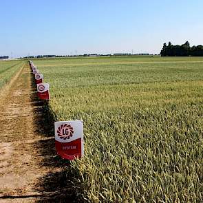 20 juni: Nu moet de korrelvulling gebeuren. Ook op deze zwaardere zeeklei worden nu droogteplekken zichtbaar in de tarwe. Voor een goede korrelopbrengst is neerslag meer dan welkom.