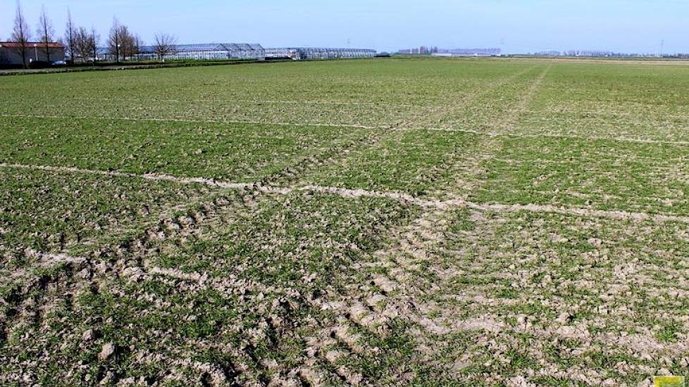 27 maart: Vorige week is de eerste bemesting in de vorm van KAS zwavel aangebracht. De temperatuur trekt ook aan, de tarwe kan aan de groei.