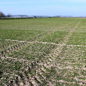 27 maart: Vorige week is de eerste bemesting in de vorm van KAS zwavel aangebracht. De temperatuur trekt ook aan, de tarwe kan aan de groei.