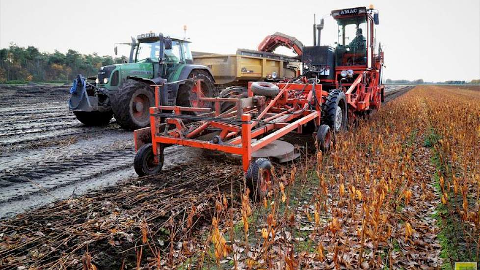 Het bedrijf van Marcellis is ongeveer halverwege de oogst van 40 hectare lelies.