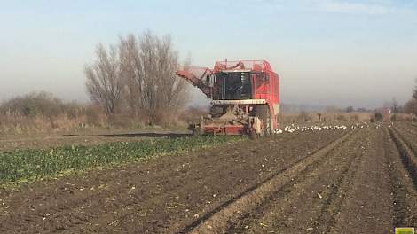 Bij groot akkerbouwbedrijf Wilhelminapolder zijn de laatste bieten onder perfecte omstandigheden gerooid, twittert Vincent Coolbergen.