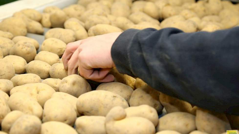 ‘Super mooi spul’, zegt Sijtsma senior lachend. ‘Een mooie aardappel, er zit helemaal geen grond aan.’ De aardappelen (klasse S) zijn bestemd voor Peka Kroef. Doordat de partij zo mooi schoon is, hebben de mannen er relatief weinig werk van. ‘We lezen nu