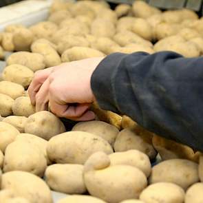 ‘Super mooi spul’, zegt Sijtsma senior lachend. ‘Een mooie aardappel, er zit helemaal geen grond aan.’ De aardappelen (klasse S) zijn bestemd voor Peka Kroef. Doordat de partij zo mooi schoon is, hebben de mannen er relatief weinig werk van. ‘We lezen nu