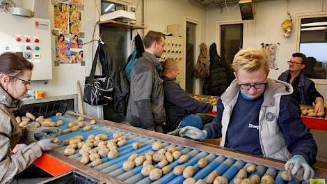 In de leeskamer van het groot akkerbouwbedrijf Wilhelminapolder is het gezellig druk. Aan de band op de voorgrond lezen de Poolse uitzendkrachten Ilona (links) en Simona, aan de tweede band werken Michal (links) en Sylvester, onder het toeziend oog van Gi