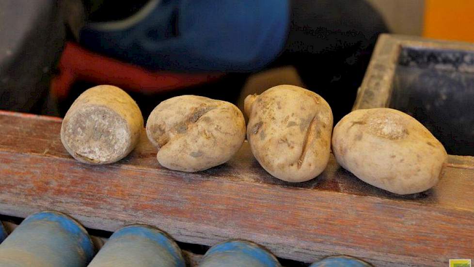 De kwaliteit van de aardappelen is goed, zegt Gunnewijk. ‘Er zitten wel wat knollen in met rooibeschadigingen en groeischeuren en hier en daar een kluitje, maar over het geheel gezien valt dat nog wel mee.’ Het groeiseizoen was lastig door het uitblijven