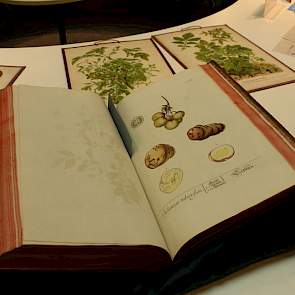 Hier een beschrijving van de aardappelplant in een encyclopedie uit de 19e eeuw.